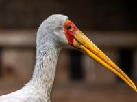 Nimmersatt Storch